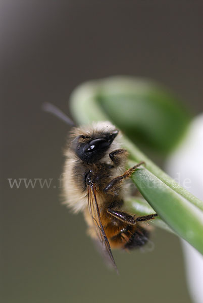 Rote Mauerbiene (Osmia bicornis)