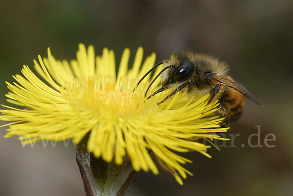 Rote Mauerbiene (Osmia bicornis)