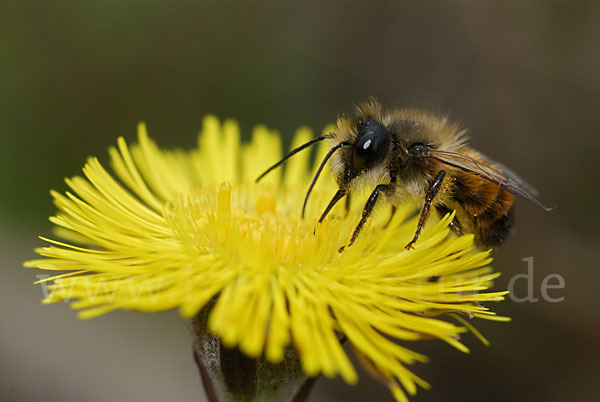 Rote Mauerbiene (Osmia bicornis)