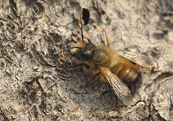 Rote Mauerbiene (Osmia bicornis)