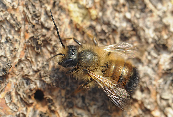 Rote Mauerbiene (Osmia bicornis)