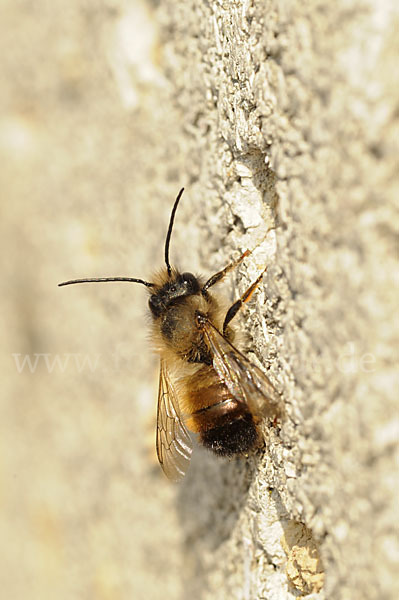 Rote Mauerbiene (Osmia bicornis)