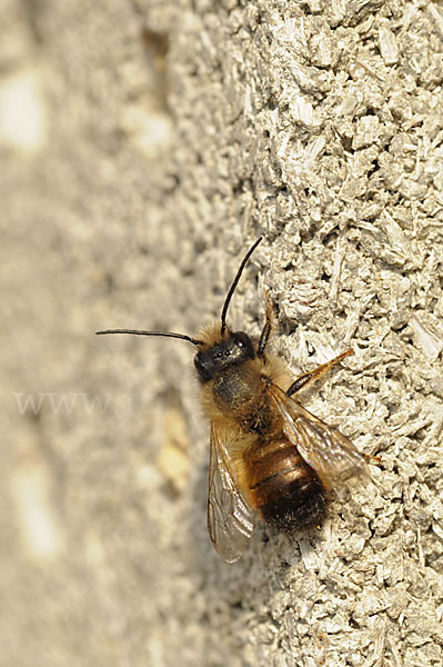 Rote Mauerbiene (Osmia bicornis)