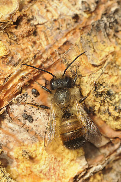 Rote Mauerbiene (Osmia bicornis)