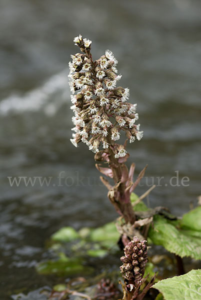 Rote Pestwurz (Petasites hybridus)