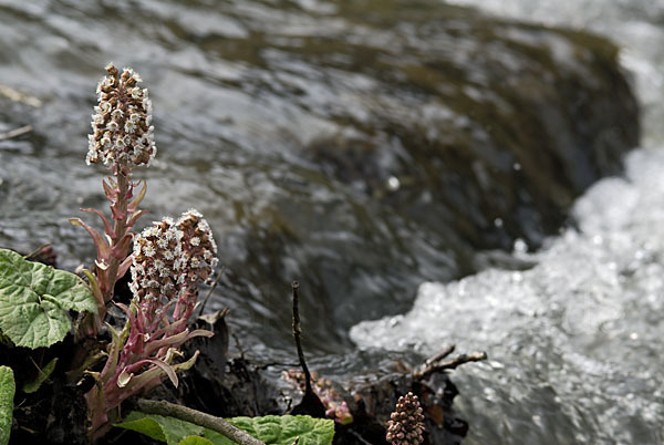 Rote Pestwurz (Petasites hybridus)