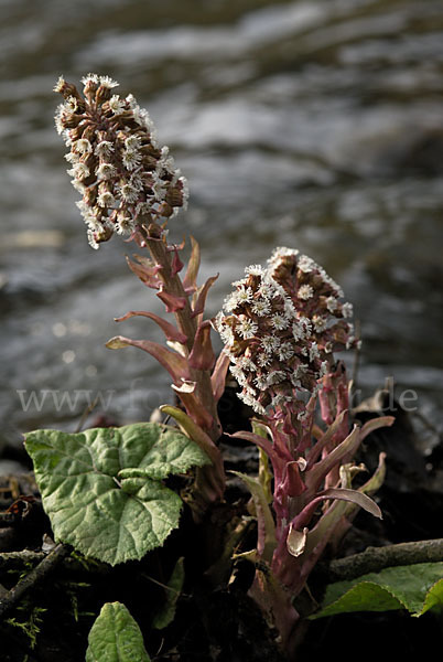 Rote Pestwurz (Petasites hybridus)