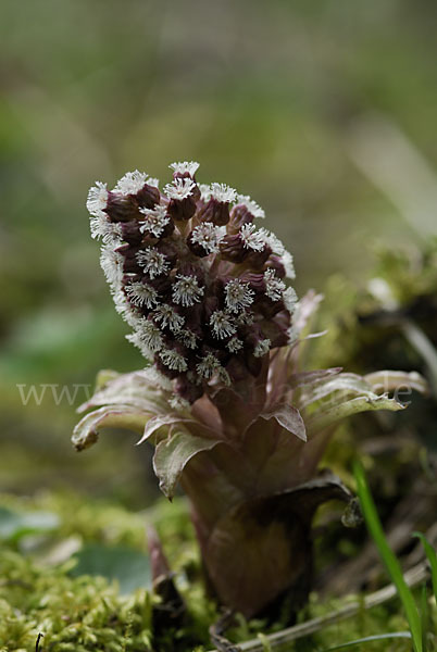 Rote Pestwurz (Petasites hybridus)