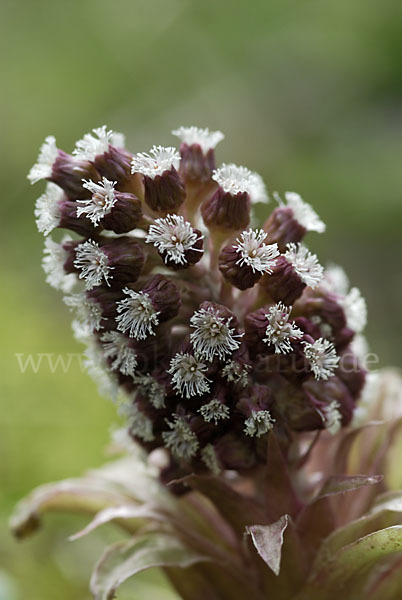 Rote Pestwurz (Petasites hybridus)