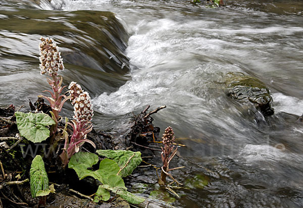 Rote Pestwurz (Petasites hybridus)