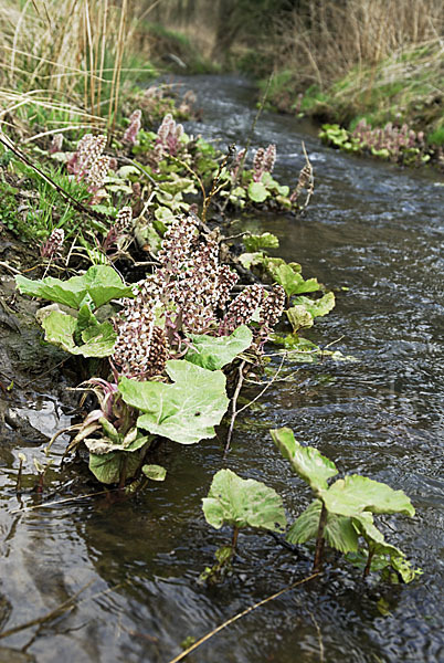 Rote Pestwurz (Petasites hybridus)