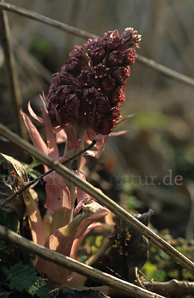 Rote Pestwurz (Petasites hybridus)