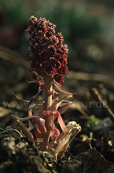 Rote Pestwurz (Petasites hybridus)