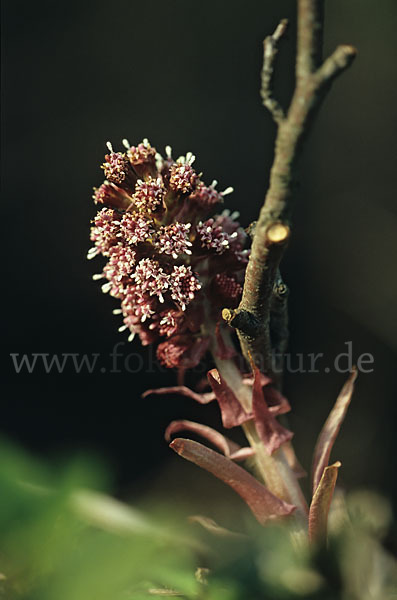 Rote Pestwurz (Petasites hybridus)