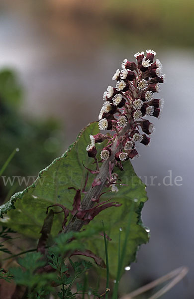 Rote Pestwurz (Petasites hybridus)