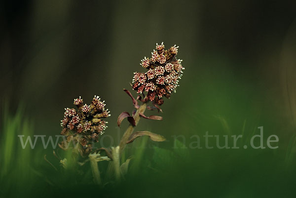 Rote Pestwurz (Petasites hybridus)