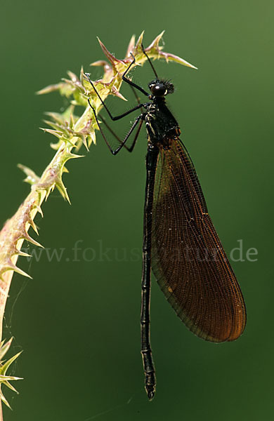 Rote Prachtlibelle (Calopteryx haemorrhoidalis)