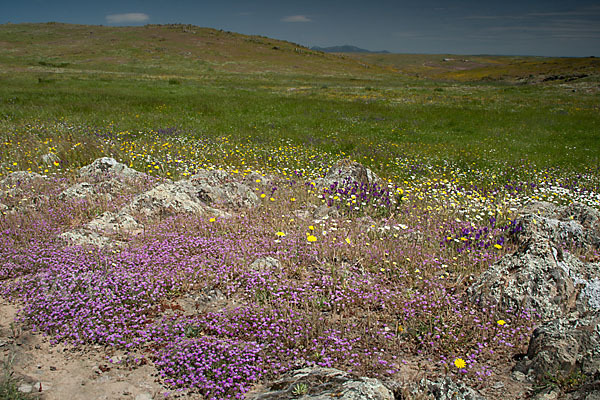 Rote Schuppenmiere (Spergularia rubra)