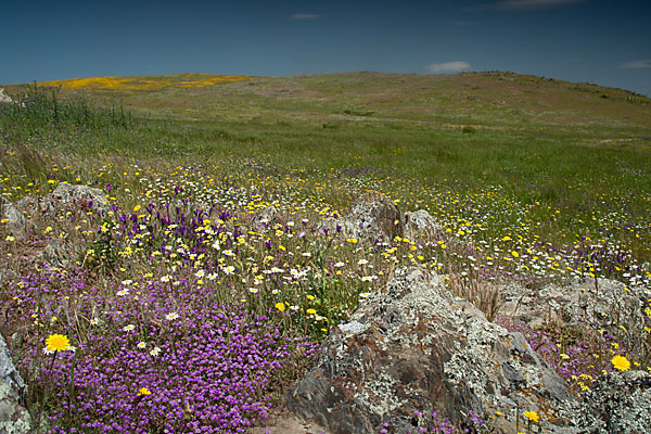 Rote Schuppenmiere (Spergularia rubra)