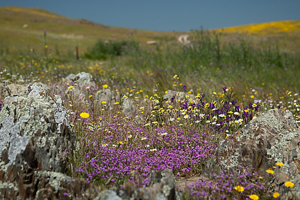 Rote Schuppenmiere (Spergularia rubra)