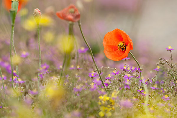 Rote Schuppenmiere (Spergularia rubra)