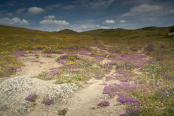 Rote Schuppenmiere (Spergularia rubra)