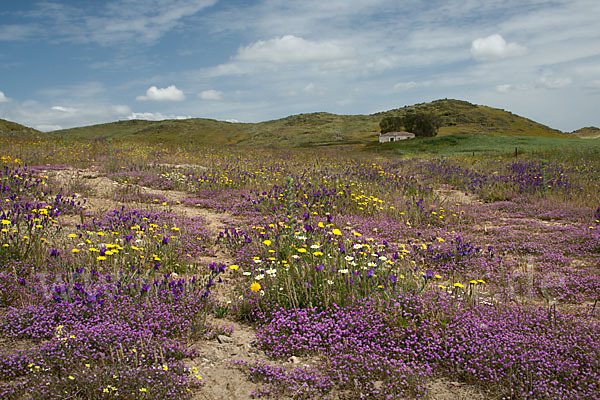 Rote Schuppenmiere (Spergularia rubra)