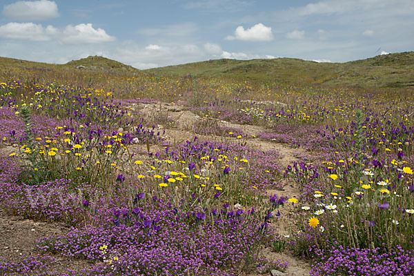 Rote Schuppenmiere (Spergularia rubra)