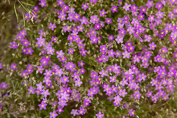 Rote Schuppenmiere (Spergularia rubra)