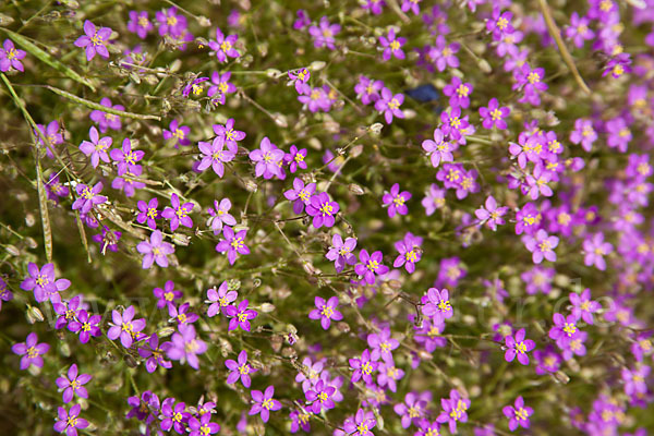 Rote Schuppenmiere (Spergularia rubra)