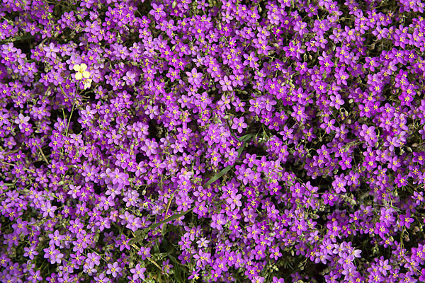 Rote Schuppenmiere (Spergularia rubra)