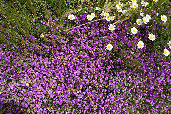 Rote Schuppenmiere (Spergularia rubra)