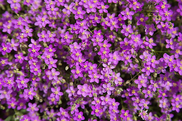 Rote Schuppenmiere (Spergularia rubra)