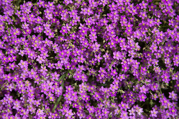 Rote Schuppenmiere (Spergularia rubra)