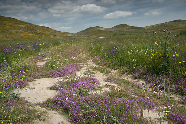 Rote Schuppenmiere (Spergularia rubra)