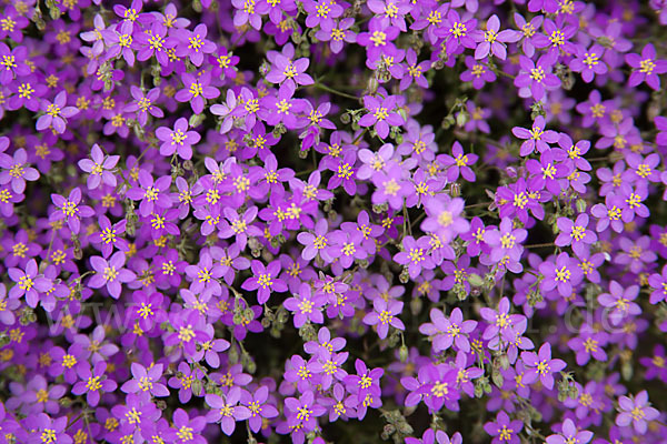 Rote Schuppenmiere (Spergularia rubra)