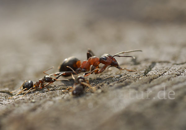 Rote Waldameise (Formica rufa)