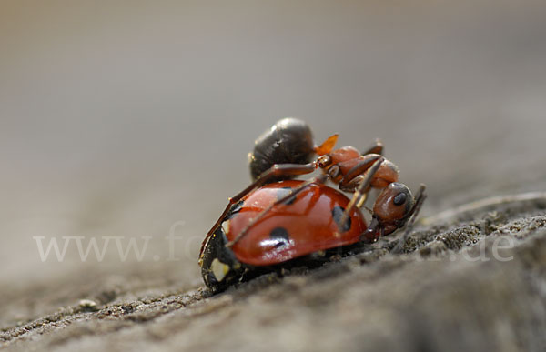 Rote Waldameise (Formica rufa)