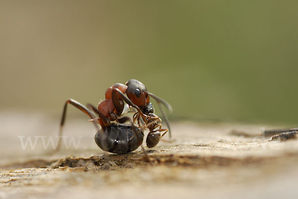 Rote Waldameise (Formica rufa)