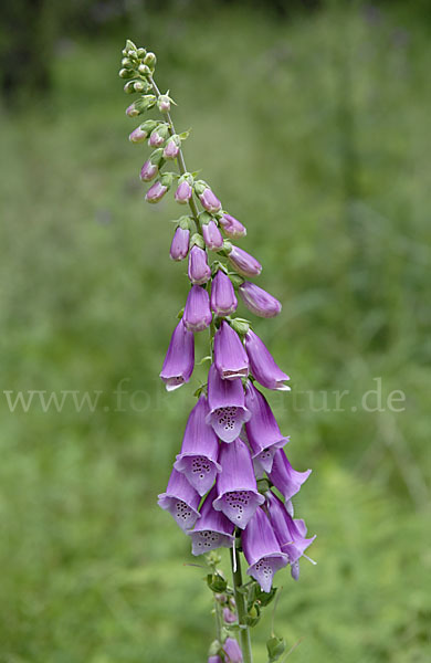 Roter Fingerhut (Digitalis purpurea)