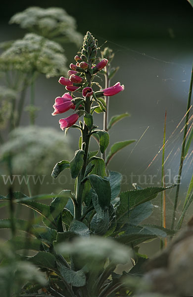 Roter Fingerhut (Digitalis purpurea)