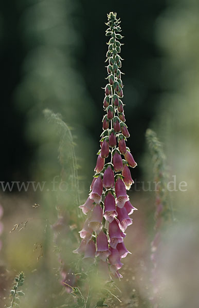 Roter Fingerhut (Digitalis purpurea)