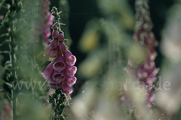 Roter Fingerhut (Digitalis purpurea)