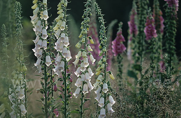 Roter Fingerhut (Digitalis purpurea)