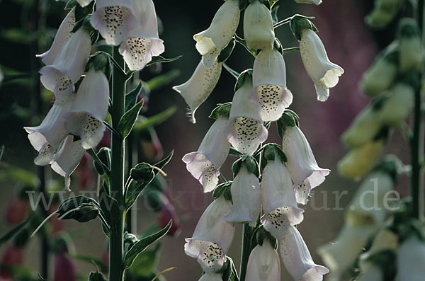 Roter Fingerhut (Digitalis purpurea)