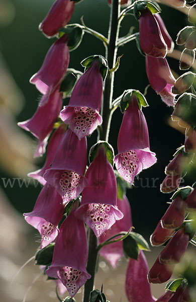 Roter Fingerhut (Digitalis purpurea)