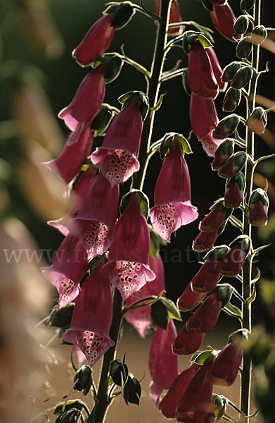 Roter Fingerhut (Digitalis purpurea)