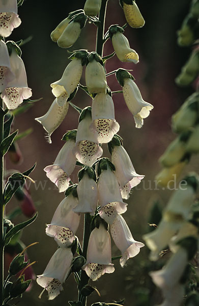 Roter Fingerhut (Digitalis purpurea)