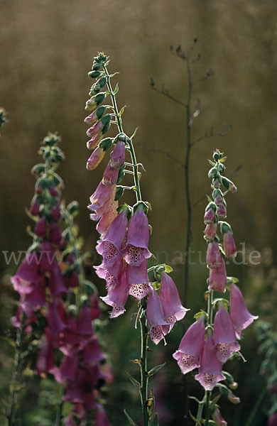 Roter Fingerhut (Digitalis purpurea)