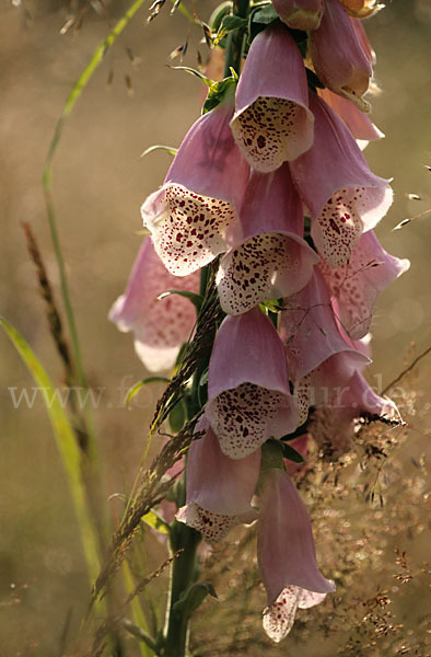 Roter Fingerhut (Digitalis purpurea)